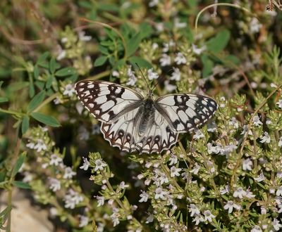 Westelijk Dambordje / Western Marbled White