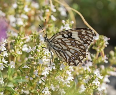 Westelijk Dambordje / Western Marbled White