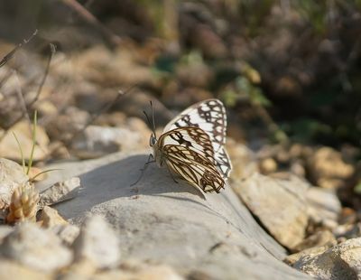 Westelijk Dambordje / Western Marbled White