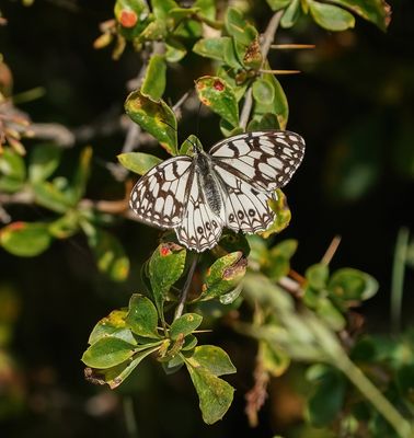 Moors Dambordje / Spanish Marbled White