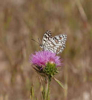 Moors Dambordje / Spanish Marbled White