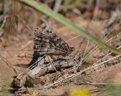 Heivlinder / Grayling