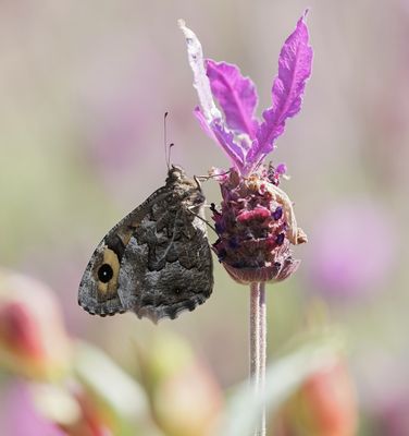 Heivlinder / Grayling