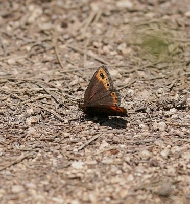 Zuidelijke Erebia / Prunner's Ringlet