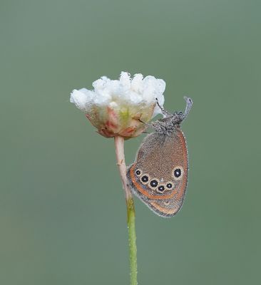 Roodstreephooibeestje / Chestnut Heath