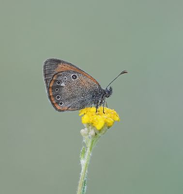 Roodstreephooibeestje / Chestnut Heath
