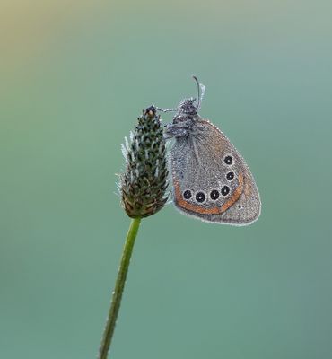 Roodstreephooibeestje / Chestnut Heath