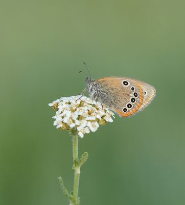 Roodstreephooibeestje / Chestnut Heath