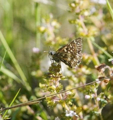 Zuidelijke Aardbeivlinder / Southern Grizzled Skipper