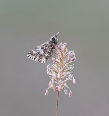 Zuidelijke Aardbeivlinder / Southern Grizzled Skipper