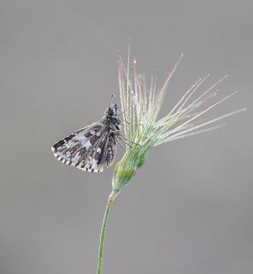 Zuidelijke Aardbeivlinder / Southern Grizzled Skipper