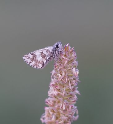Groot Spikkeldikkopje / Large Grizzled Skipper