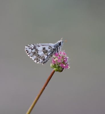 Groot Spikkeldikkopje / Large Grizzled Skipper
