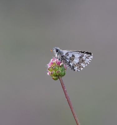 Groot Spikkeldikkopje / Large Grizzled Skipper