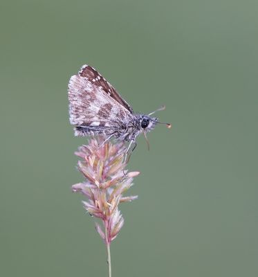 Groot Spikkeldikkopje / Large Grizzled Skipper