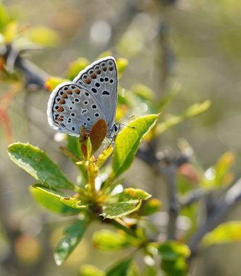 Groot Tragantblauwtje / Escher's Blue