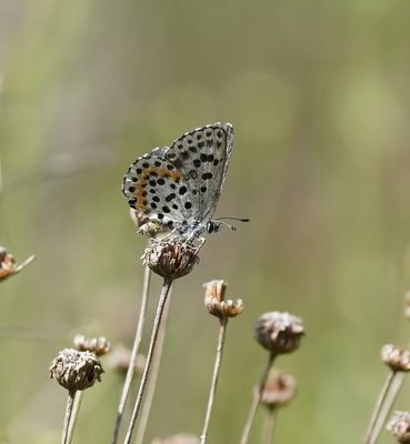 Vetkruidblauwtje / Chequered Blue