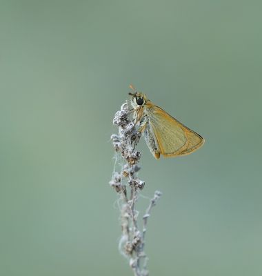 Geelsprietdikkopje / Small Skipper