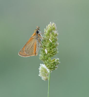Geelsprietdikkopje / Small Skipper