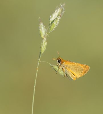 Geelsprietdikkopje / Small Skipper