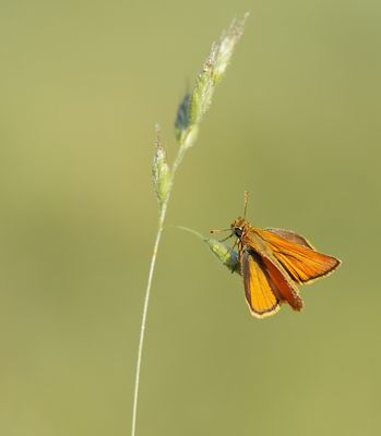 Geelsprietdikkopje / Small Skipper