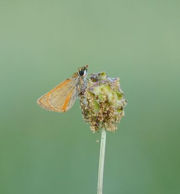 Geelsprietdikkopje / Small Skipper