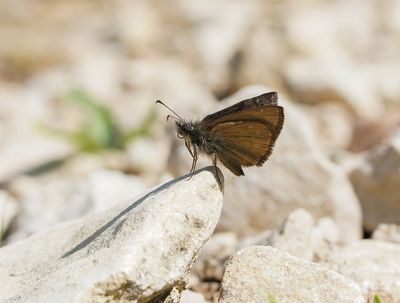 Bruin Dikkopje / Chequered Skipper