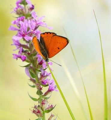 Grote Vuurvlinder / Large Copper (Lycaena dispar batava)