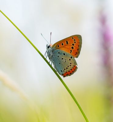 Grote Vuurvlinder / Large Copper (Lycaena dispar batava)