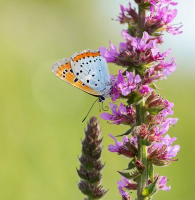 Grote Vuurvlinder / Large Copper (Lycaena dispar batava)