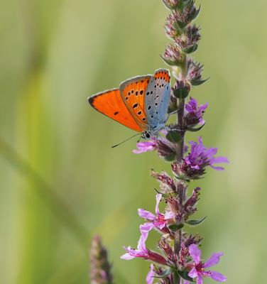 Grote Vuurvlinder / Large Copper (Lycaena dispar batava)
