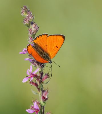 Grote Vuurvlinder / Large Copper (Lycaena dispar batava)