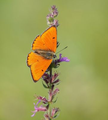 Grote Vuurvlinder / Large Copper (Lycaena dispar batava)