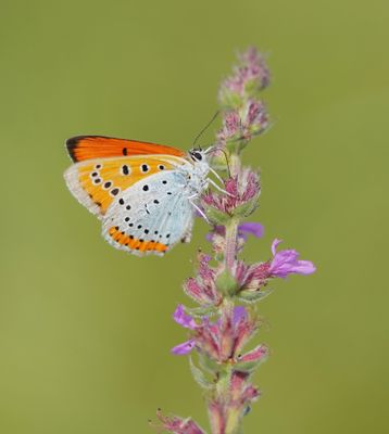 Grote Vuurvlinder / Large Copper (Lycaena dispar batava)
