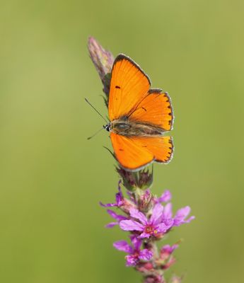 Grote Vuurvlinder / Large Copper (Lycaena dispar batava)