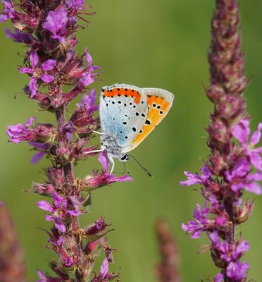 Grote Vuurvlinder / Large Copper (Lycaena dispar batava)
