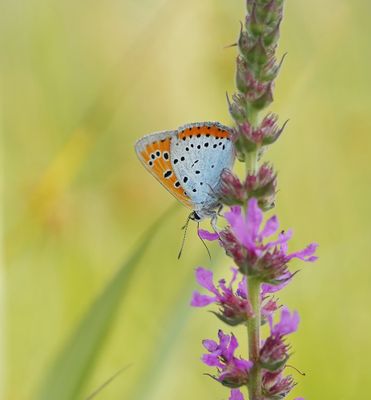 :: Grote Vuurvlinder / Large Copper (Lycaena dispar batava) ::