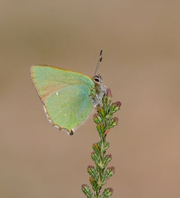 :: Groentje / Green Hairstreak ::
