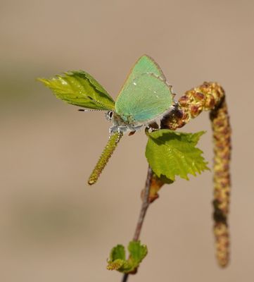 :: Groentje / Green Hairstreak ::
