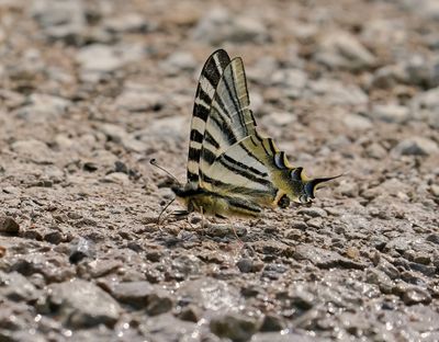 Spaanse Koningspage / Southern Scarce Swallowtail