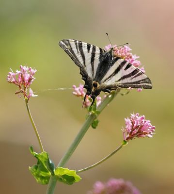 Spaanse Koningspage / Southern Scarce Swallowtail
