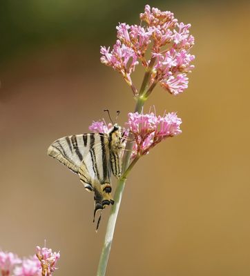 Spaanse Koningspage / Southern Scarce Swallowtail