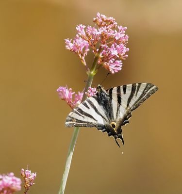 Spaanse Koningspage / Southern Scarce Swallowtail