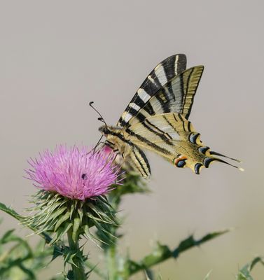 Spaanse Koningspage / Southern Scarce Swallowtail