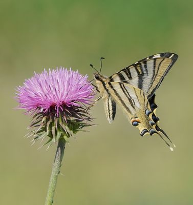 Spaanse Koningspage / Southern Scarce Swallowtail