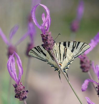 Spaanse Koningspage / Southern Scarce Swallowtail