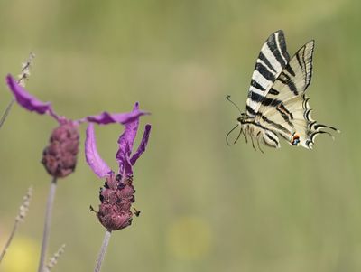 Spaanse Koningspage / Southern Scarce Swallowtail
