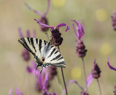 Spaanse Koningspage / Southern Scarce Swallowtail