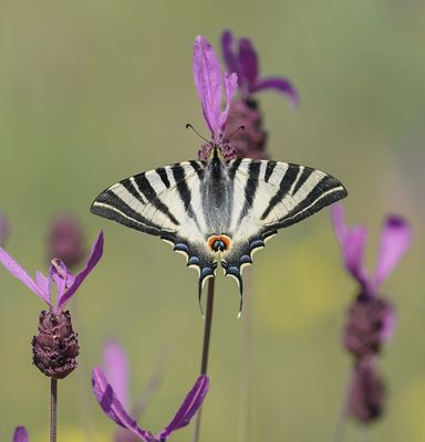 Spaanse Koningspage / Southern Scarce Swallowtail