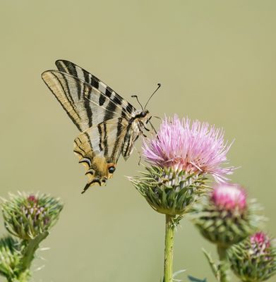 Spaanse Koningspage / Southern Scarce Swallowtail